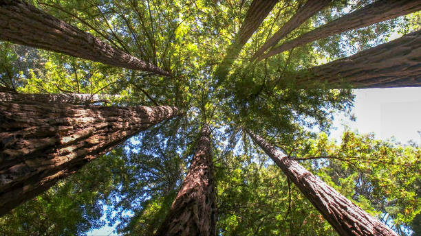 Best Hazardous Tree Removal  in Marengo, IL